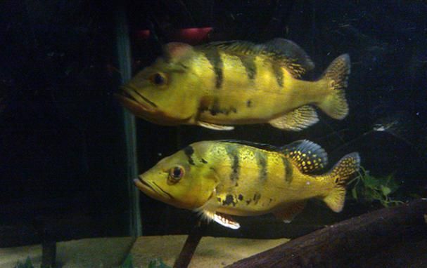 巴西亞魚，“巴西亞魚（arapaimagigas）、arapaimagigas）