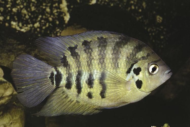 巴西亞魚，“巴西亞魚（arapaimagigas）、arapaimagigas）