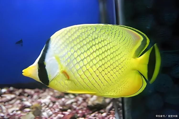 巴西亞魚，“巴西亞魚（arapaimagigas）、arapaimagigas）