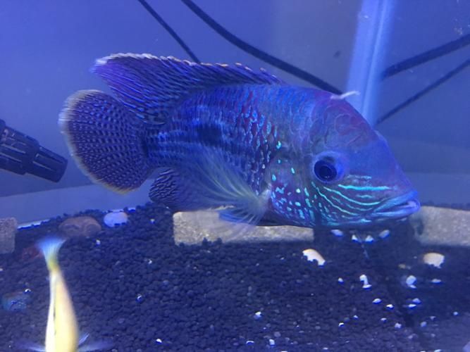 巴西亞魚，“巴西亞魚（arapaimagigas）、arapaimagigas）
