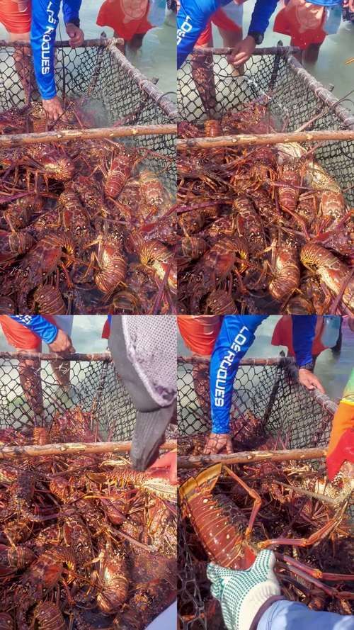 如何判斷龍魚是否喜歡蝦？，如何判斷龍魚是否喜歡蝦，用戶要求1000字內容和配圖