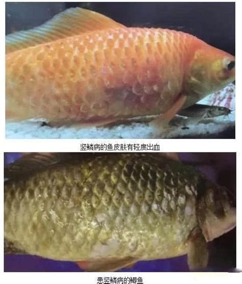 魚炸鱗自己會恢復嗎，魚炸鱗自己會恢復嗎，