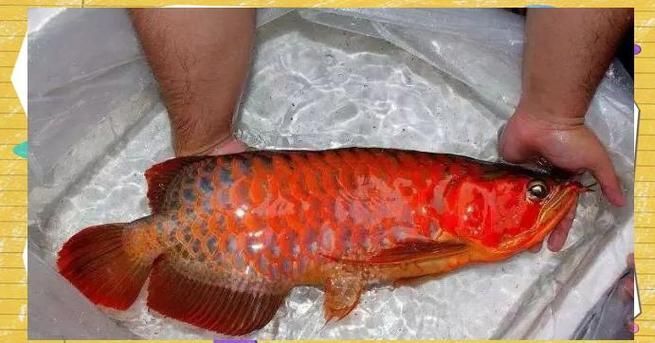 除了上述漁場，還有哪些龍魚漁場值得推薦？，全球優質龍魚漁場推薦