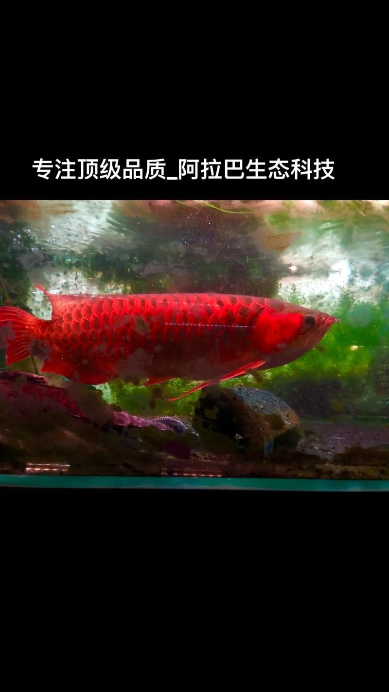 高檔龍魚的市場價格如何，過背金龍魚和辣椒紅龍魚的價格差異顯著，價格差異顯著