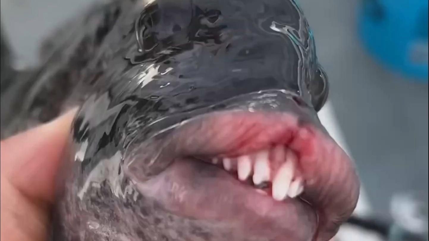 隆堯龍魚有哪些品種？，“隆堯龍魚”與“龍魚”有哪些獨特的特征隆頭魚品種分析