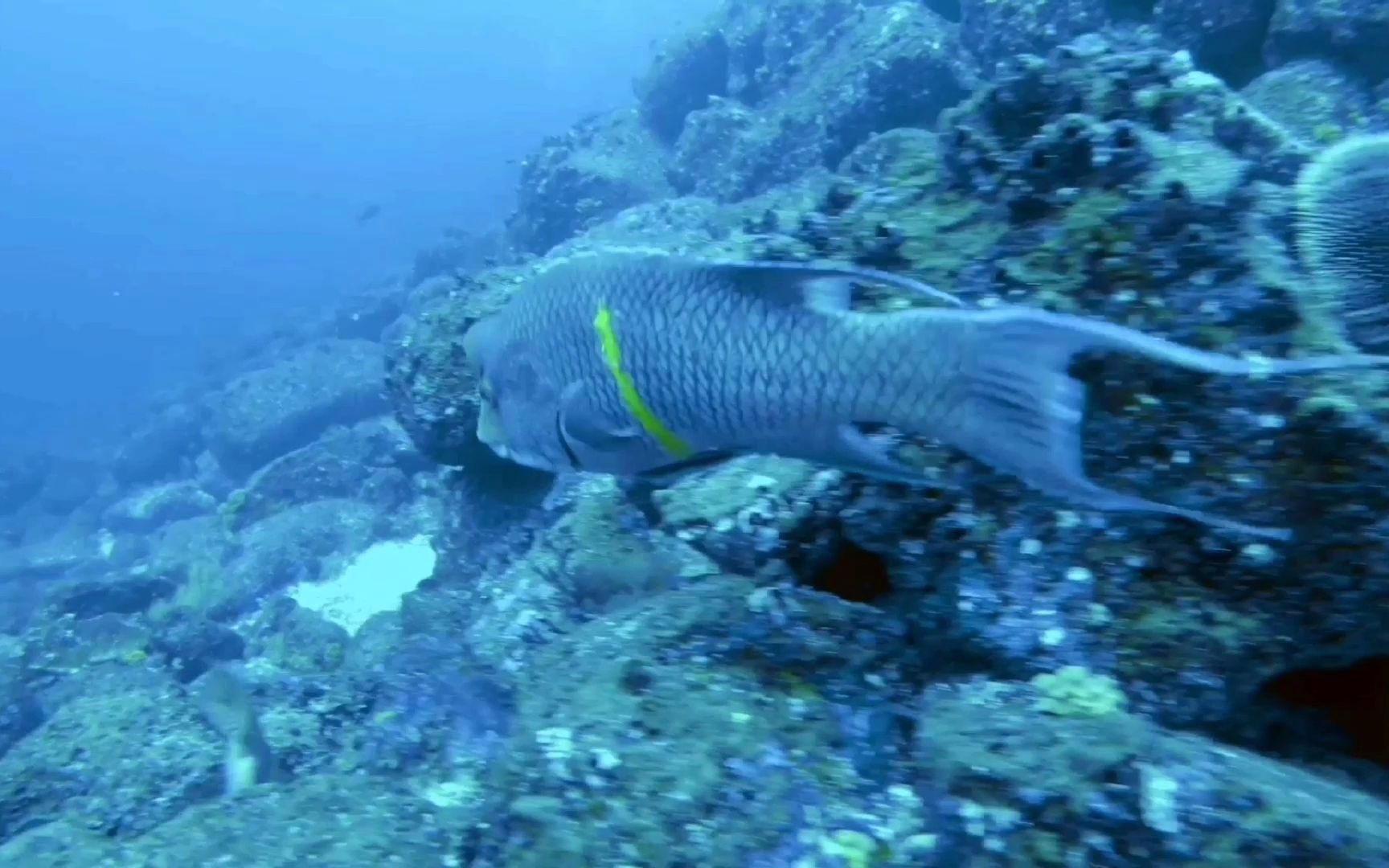 隆堯龍魚有哪些品種？，“隆堯龍魚”與“龍魚”有哪些獨特的特征隆頭魚品種分析