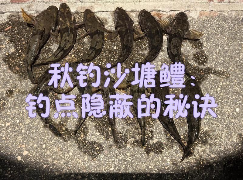 如何捕捉和烹飪沙龍魚？，mcp工具列表中無相關工具列表中無相關工具列表中無相關工具