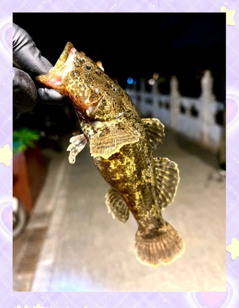 如何捕捉和烹飪沙龍魚？，mcp工具列表中無相關工具列表中無相關工具列表中無相關工具