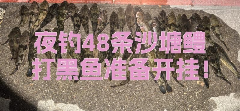 如何捕捉和烹飪沙龍魚？，mcp工具列表中無相關工具列表中無相關工具列表中無相關工具