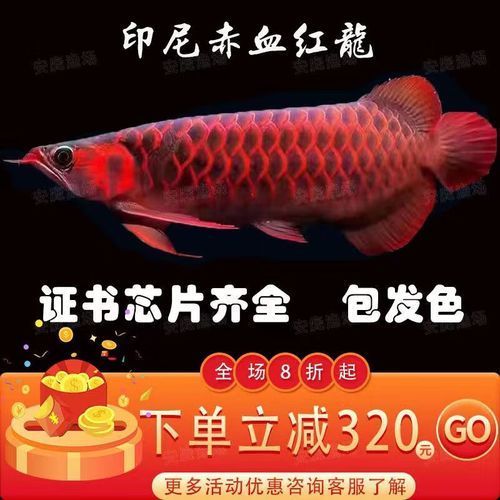 純種紅龍魚的價格范圍是多少，如何選擇紅龍魚？