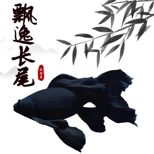 能否提供更多七鰭魚的圖片，七鰭魚是一種常見的淡水魚類