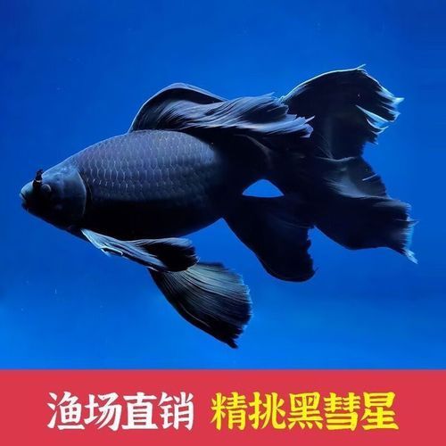 能否提供更多七鰭魚的圖片，七鰭魚是一種常見的淡水魚類