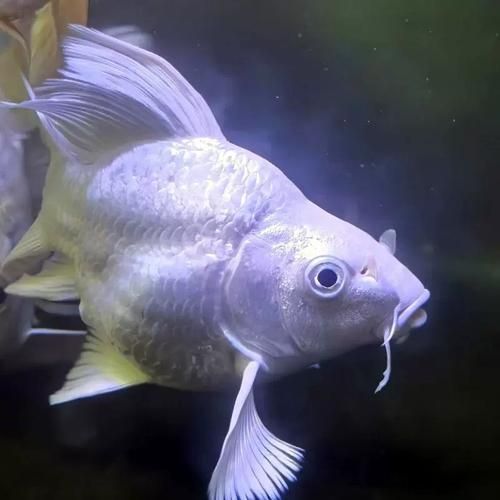 能否提供更多七鰭魚的圖片，七鰭魚是一種常見的淡水魚類