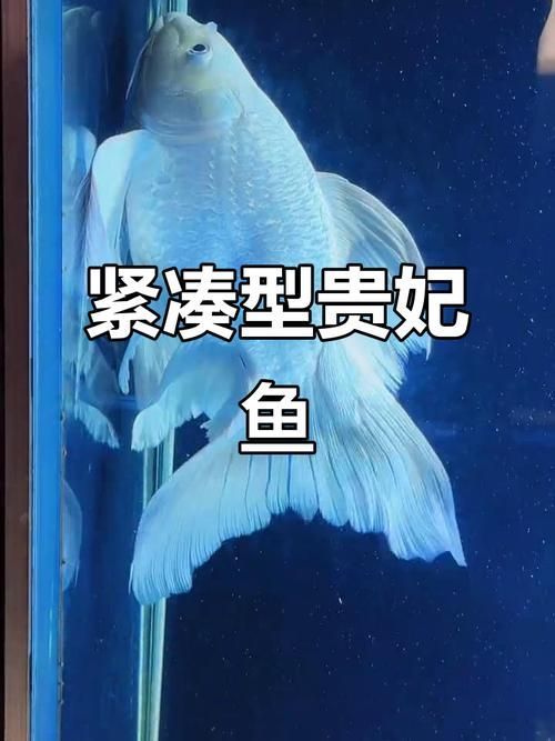 能否提供更多七鰭魚的圖片，七鰭魚是一種常見的淡水魚類