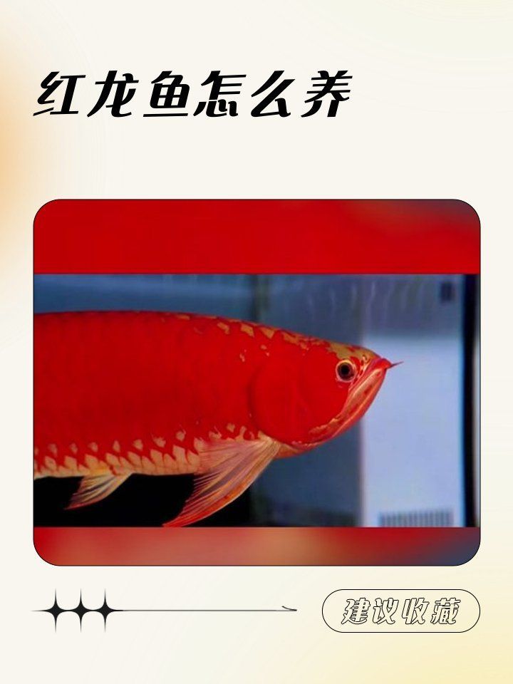 如何預防紅龍魚鱗片再次發黑