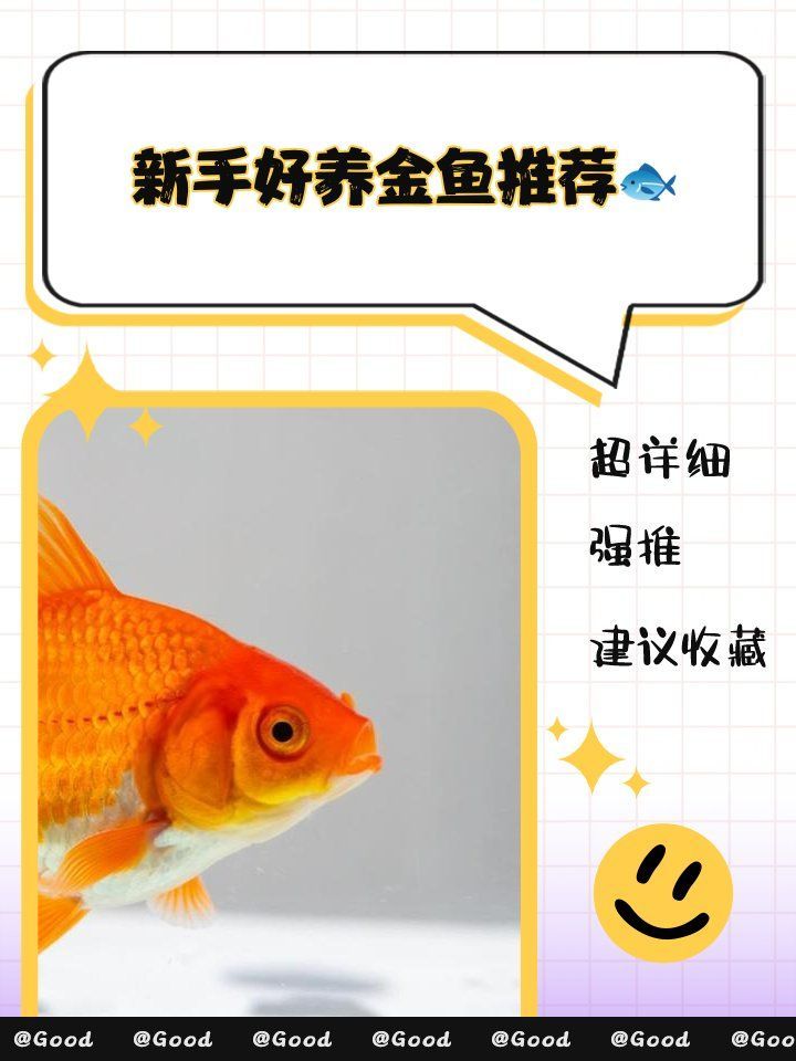 給我推薦一些適合新手的金魚品種，新手養金魚選對品種是關鍵