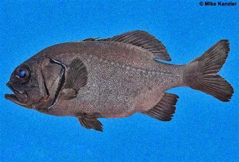 如何判斷龍魚眼睛小白點是否感染？，如何判斷龍魚眼睛小白點是否感染