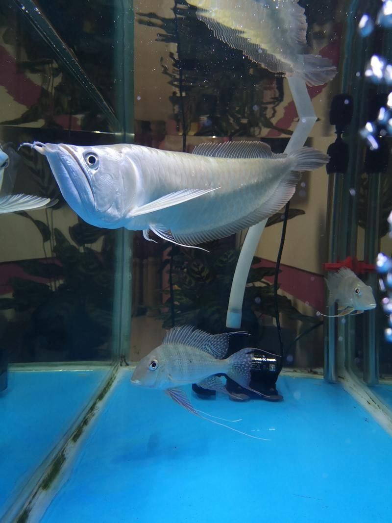 銀龍魚病多久會好？，arxiv論文助手arxiv論文助手arxiv論文助手