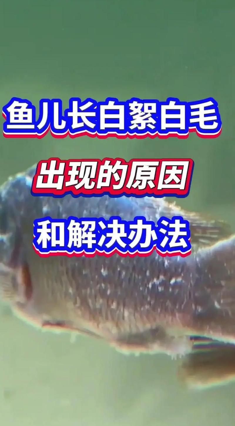 升溫治療水霉病需要注意什么，升溫治療水霉病需要注意什么,