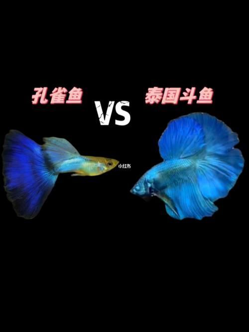 有哪些魚是絕對不能混養的，關于斗魚混養的問題