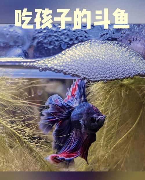 有哪些魚是絕對不能混養的，關于斗魚混養的問題