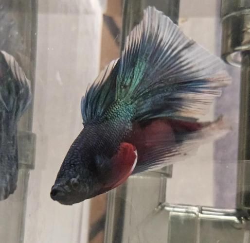 有哪些魚是絕對不能混養的，關于斗魚混養的問題