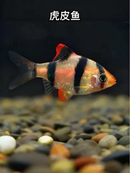 有哪些魚是絕對不能混養的，關于斗魚混養的問題