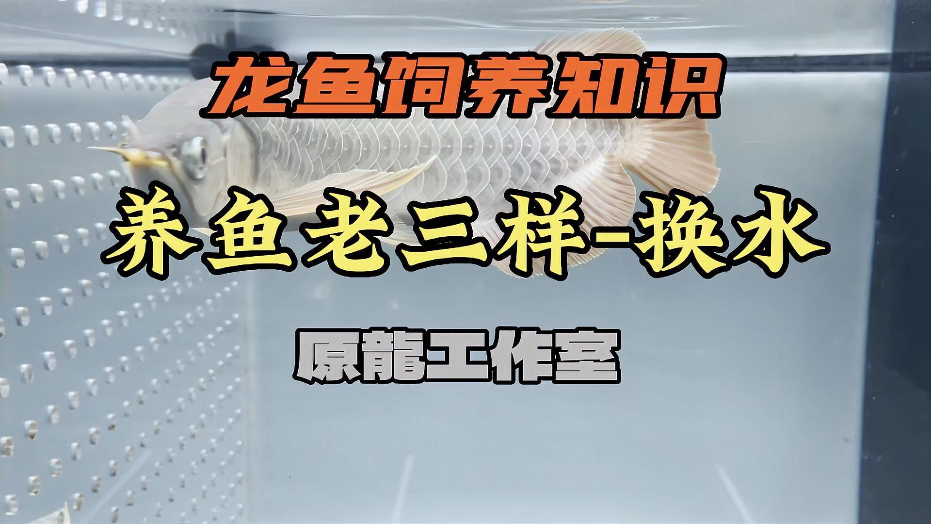 龍魚嘴巴張著是否需要立即換水？，龍魚嘴巴張大時，確實需要立即換水，這是因為水質(zhì)不佳
