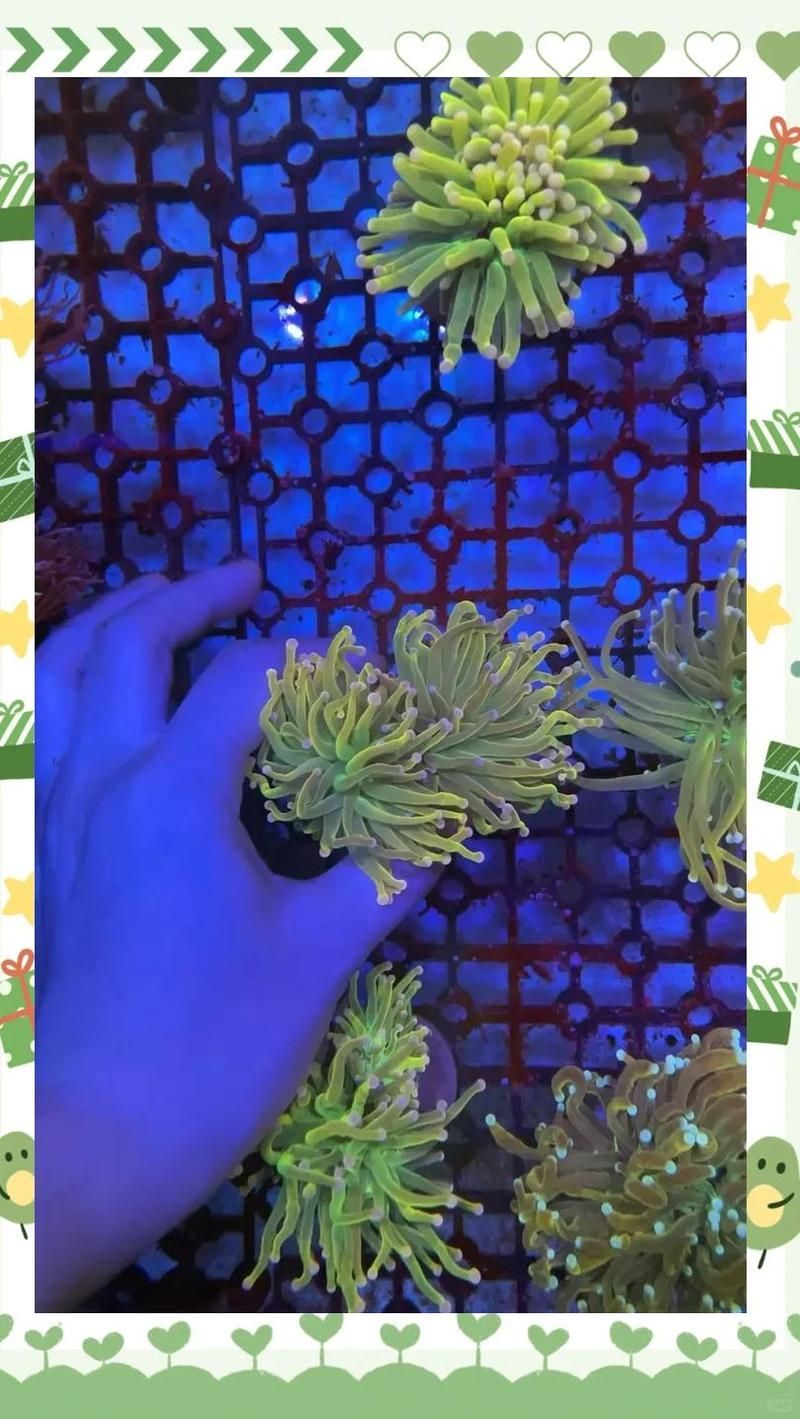 海水魚細(xì)菌感染有哪些癥狀，海水魚細(xì)菌感染有哪些癥狀海水魚細(xì)菌感染如何治療