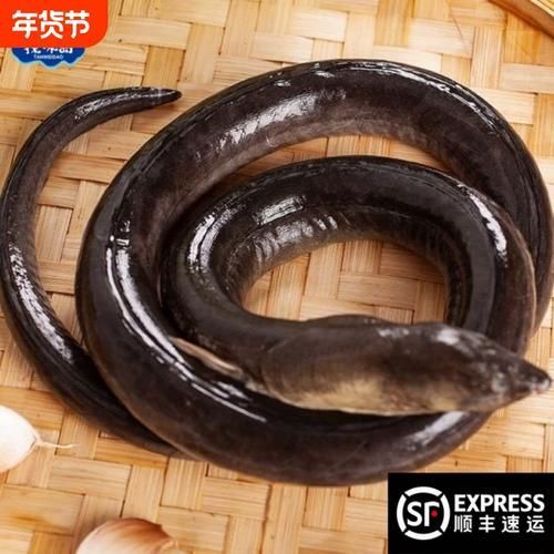 如何辨別真假閩南土龍魚？，如何區(qū)別“閩南土龍魚”