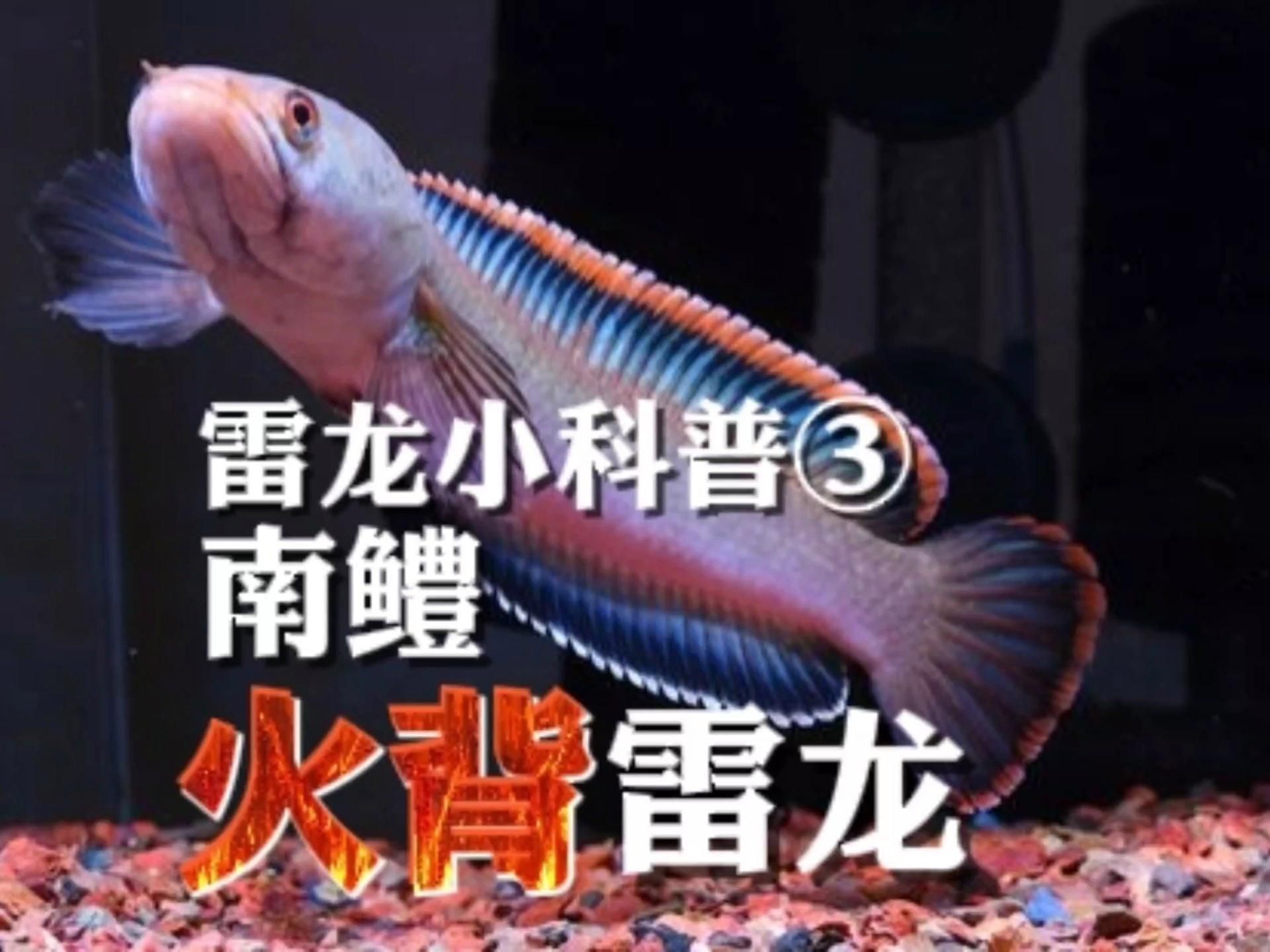 如何選擇適合自己的雷龍魚？，如何選擇適合自己的雷龍魚,選擇適合自己的雷龍魚
