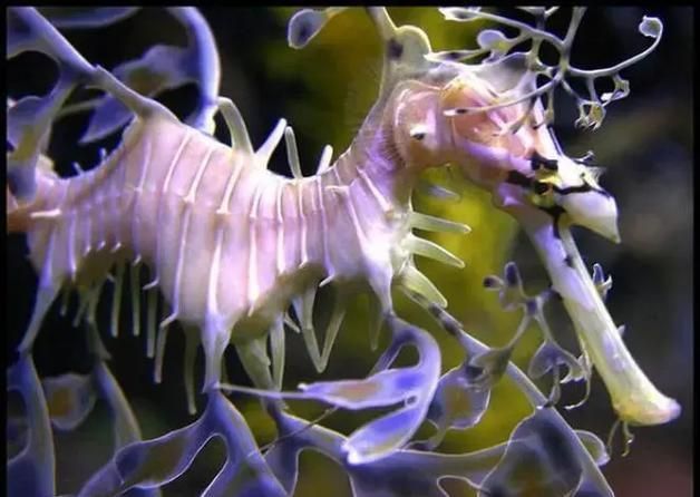海興龍魚有哪些獨特的品種？，海興龍魚有哪些獨特的品種海龍魚有哪些獨特的品種