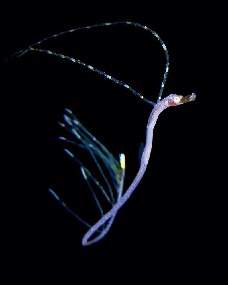 海興龍魚有哪些獨特的品種？，海興龍魚有哪些獨特的品種海龍魚有哪些獨特的品種