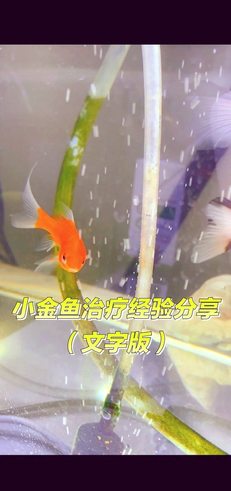 有哪些方法可以促進魚恢復健康，arxiv論文助×3用戶詳解“有哪些方法可以促進魚恢復健康