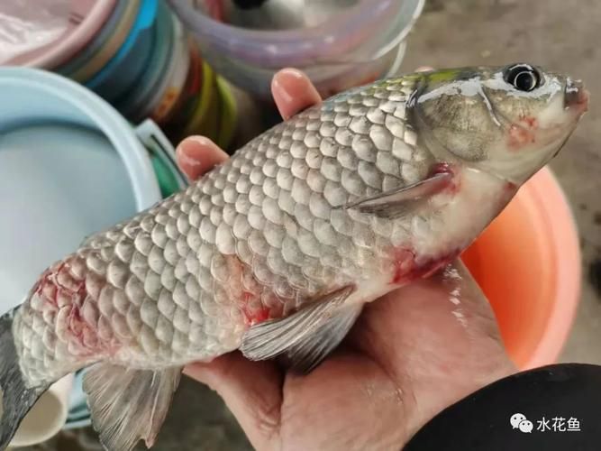 如何區分龍魚嘴巴發白是哪種病？