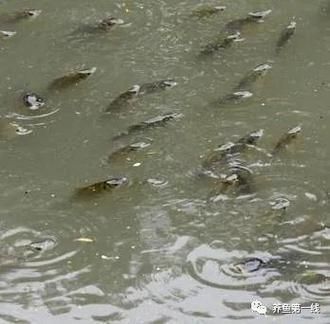 如何判斷金龍魚浮頭是哪種原因？