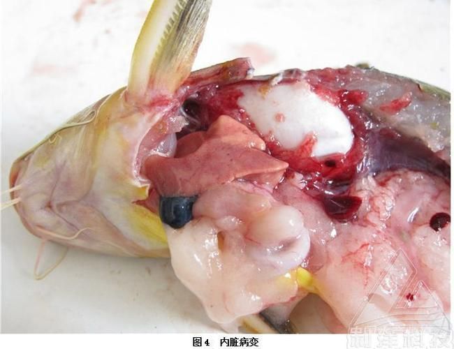 有哪些常見的海水魚細菌性疾病，關于海水魚細菌性疾病