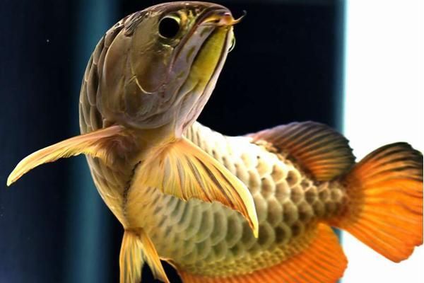 給我一些龍魚腹水的圖片，關于龍魚腹水的一些圖片