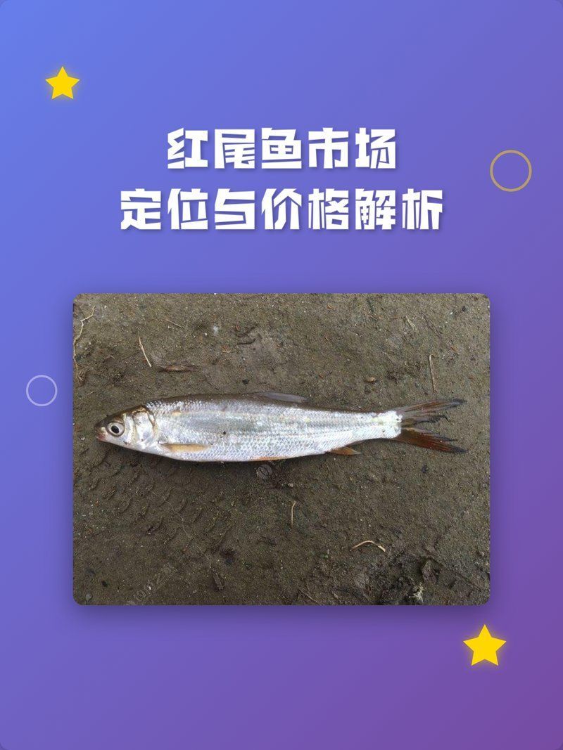 紅尾魚和翹嘴魚哪個(gè)更便宜