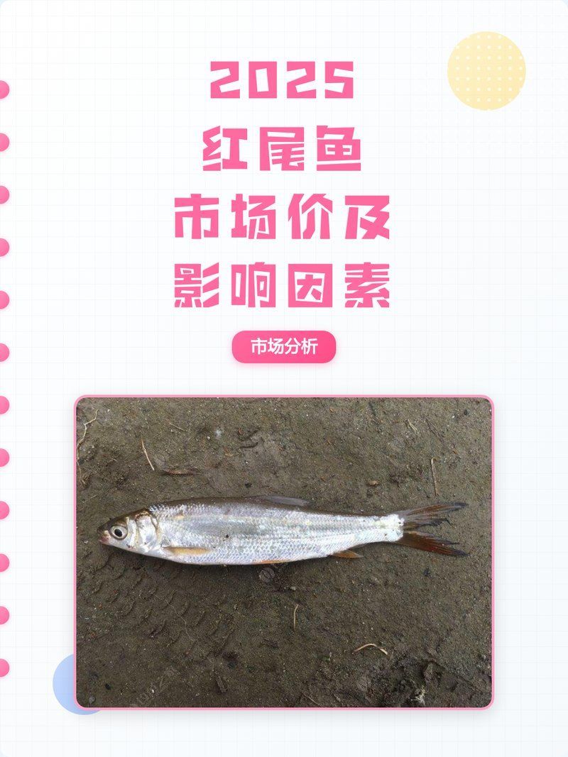 紅尾魚和翹嘴魚哪個(gè)更便宜