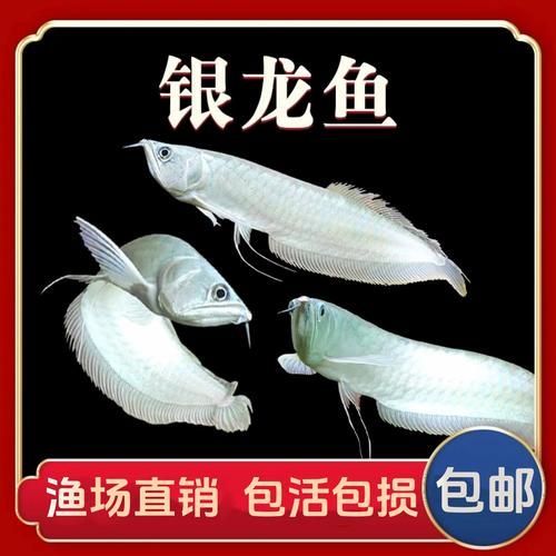 黃化銀龍魚的價格走勢如何，黃化銀龍魚價格走勢如何