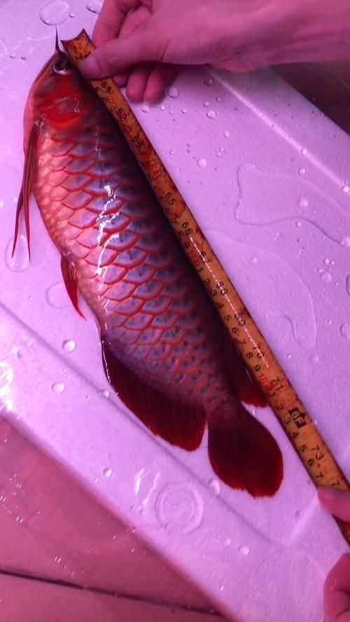 窄身紅龍魚有哪些優點