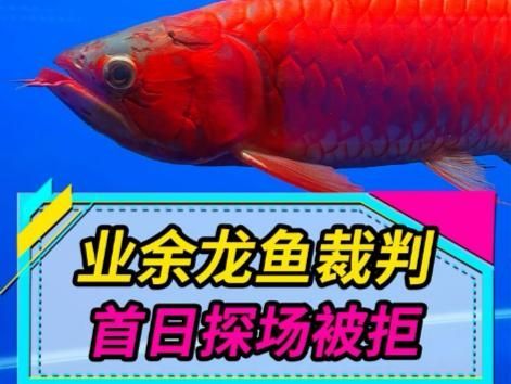 有哪些知名龍魚選手參加了比賽？