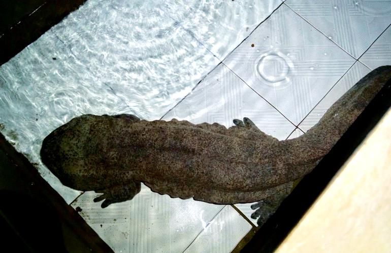 肅州龍魚有哪些特點，肅州龍魚是什么？