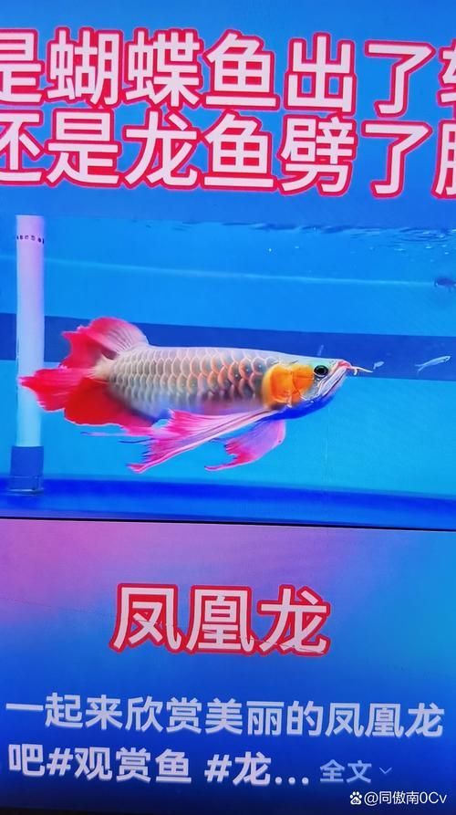哪里可以購買到正宗的鳳凰龍魚？，鳳凰龍魚的購買指南