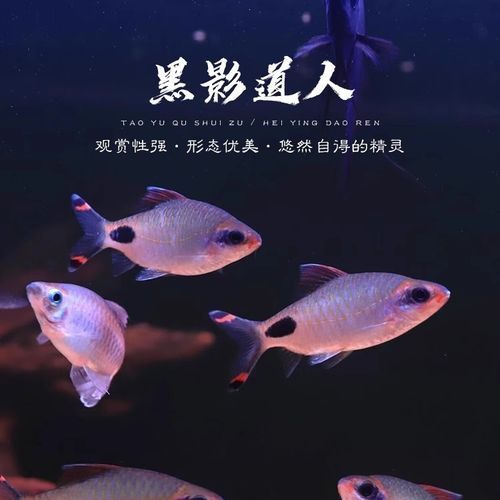 如何延長黑影道人魚的壽命？，“黑影道人魚”并非真實存在的“黑影道人魚”并非真實生物