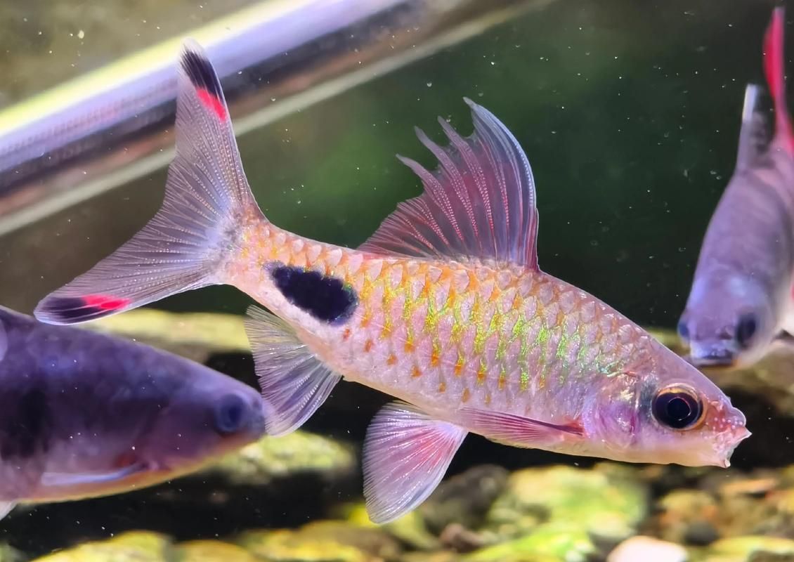 如何延長黑影道人魚的壽命？，“黑影道人魚”并非真實存在的“黑影道人魚”并非真實生物