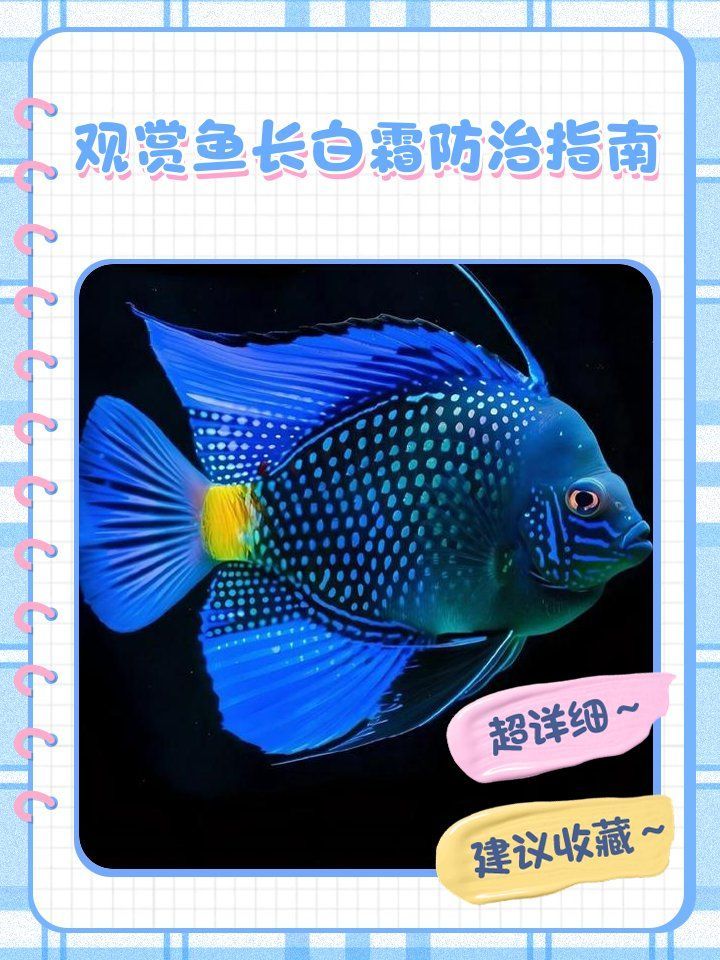 預防觀賞魚長白霜的方法