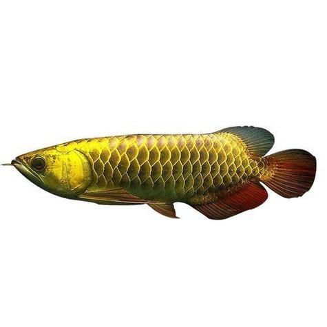 祥龍魚場的龍魚有哪些系列？，祥龍魚場xlyc007有哪些社交媒體賬號