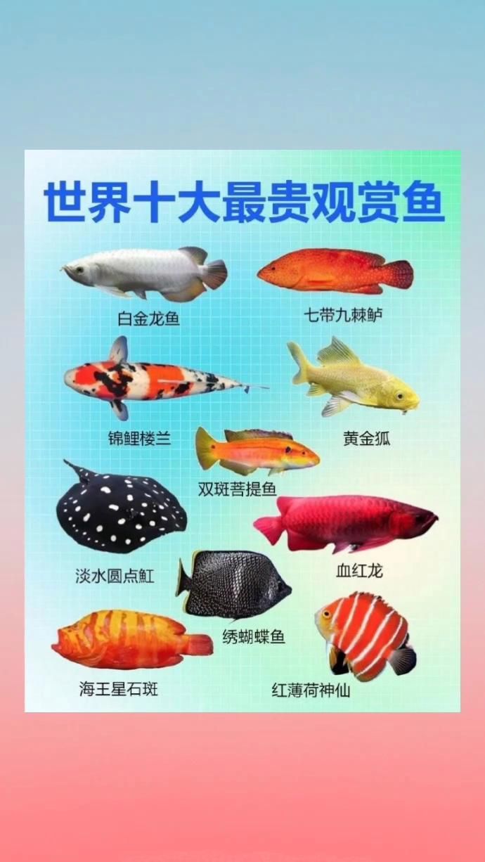 世界最貴的魚十大排名，世界上“最貴”的魚類排名